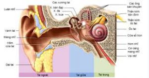 Cấu tạo của tai trong
