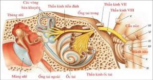 Hệ thống tiền đình trong tai
