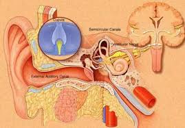 Viêm dây thần kinh tiền đình